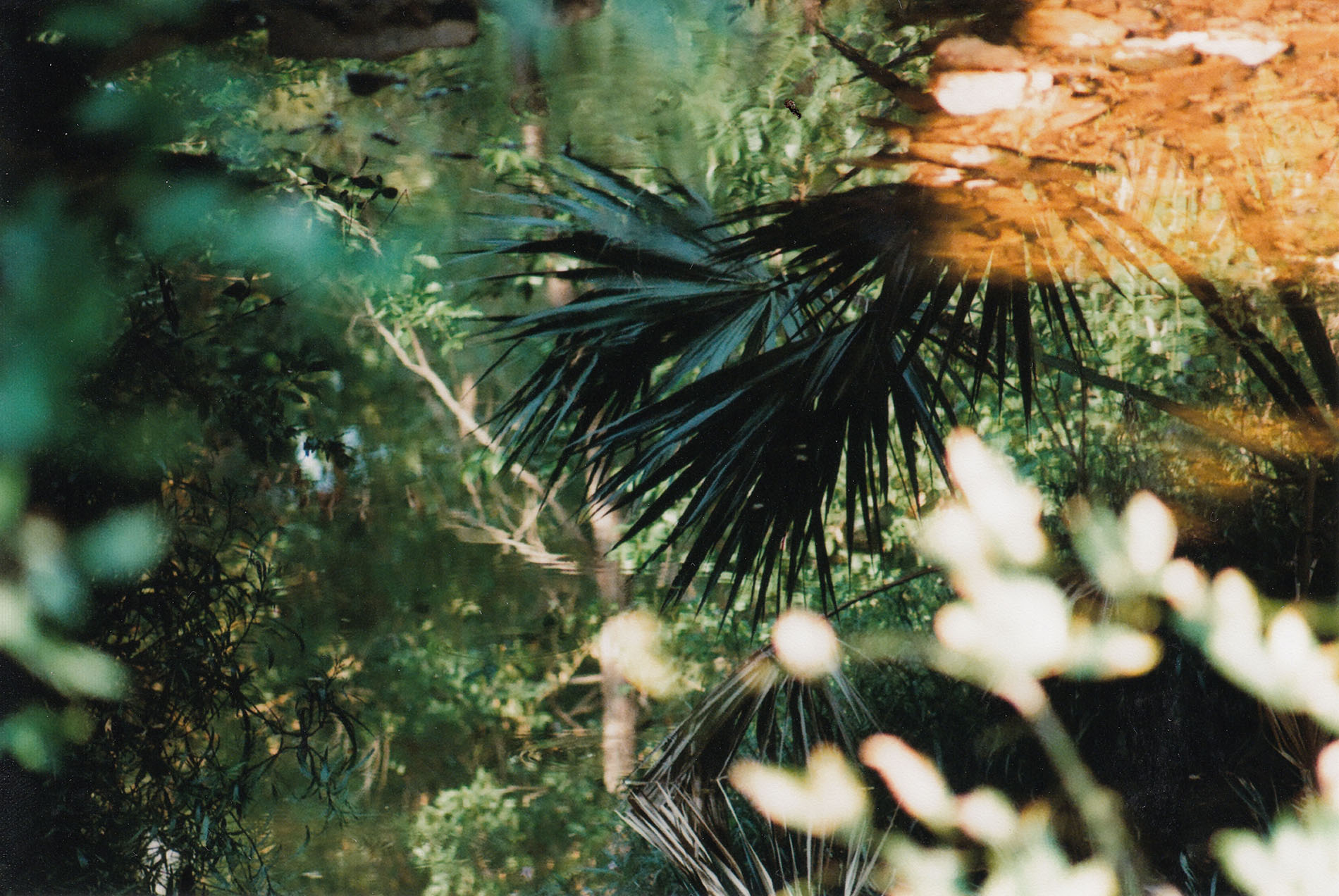 Green ferns over a shallow creek with an orange sun beam