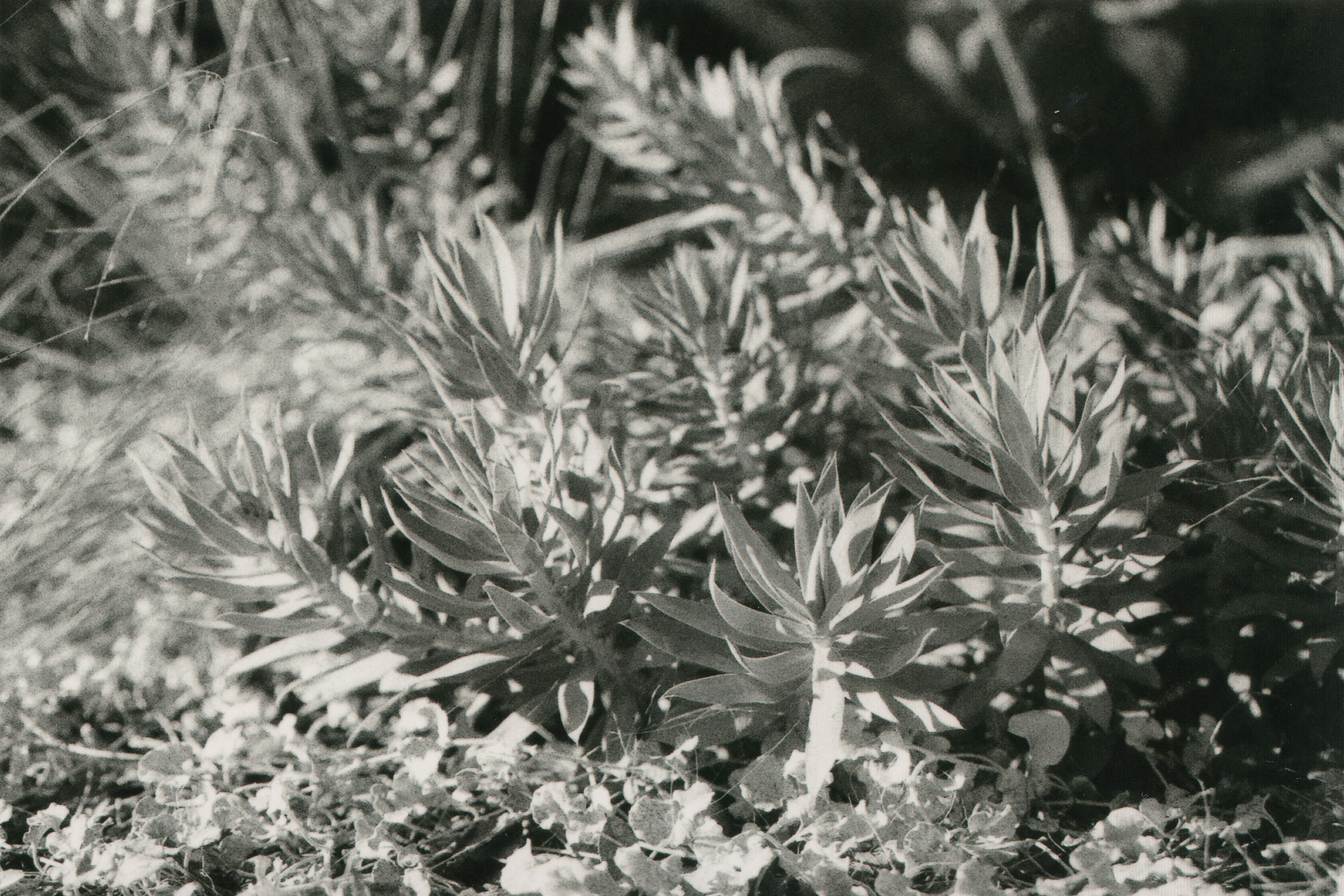 Black and white picture of succulents in the morning light