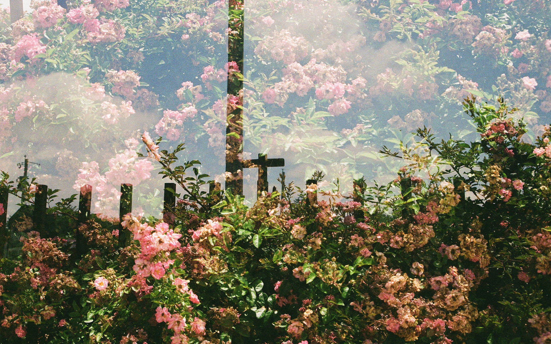 Pink flowers overlaid on a sky with light poles and a cross